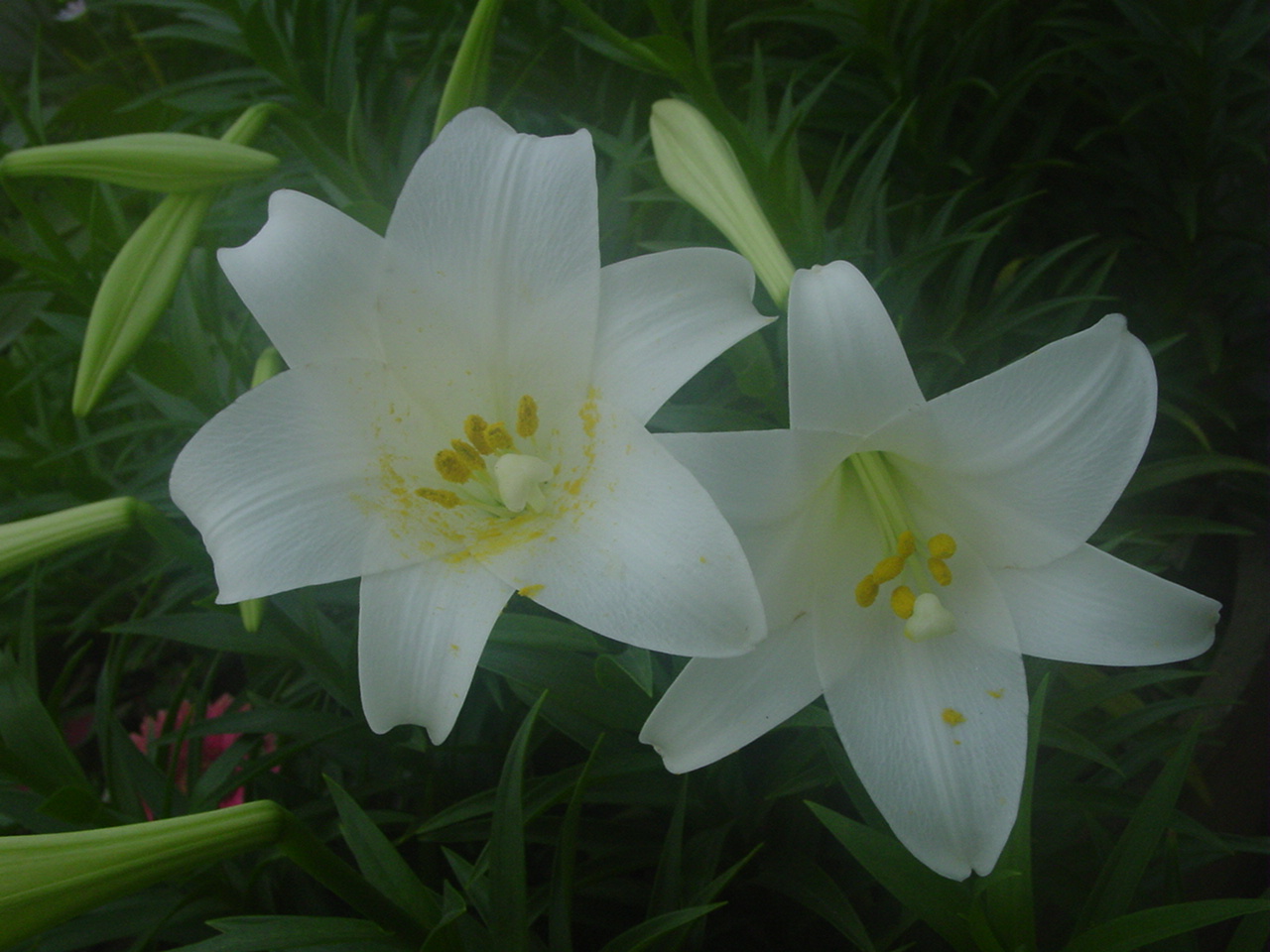 百合科：百合.JPG